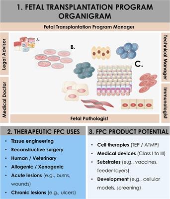 Holistic Approach of Swiss Fetal Progenitor Cell Banking: Optimizing Safe and Sustainable Substrates for Regenerative Medicine and Biotechnology